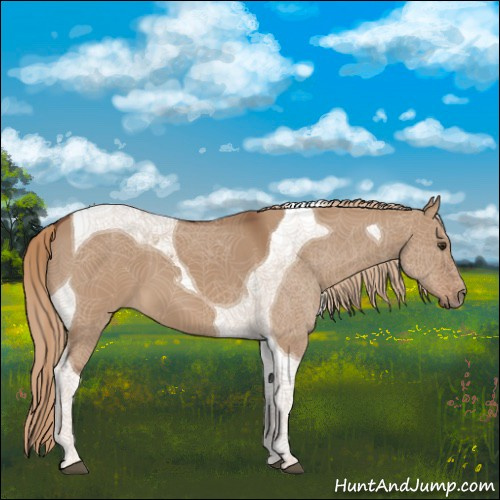 Horse Color:Red Dun Tobiano