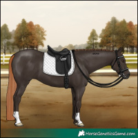 Horse Color:Liver Chestnut 