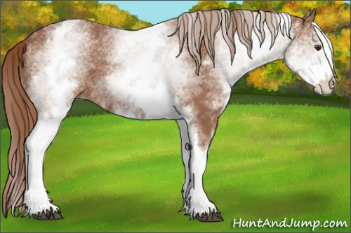 Horse Color:White Spotted Chestnut 