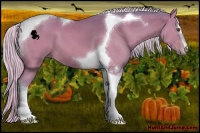 Horse Color:Watercolor Silver Brown Sabino Tobiano 