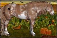 Horse Color:White Spotted Chestnut Frame 