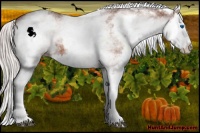 Horse Color:White Spotted Silver Bay Splash 