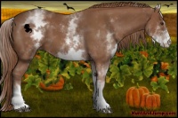 Horse Color:White Spotted Chestnut Sabino 
