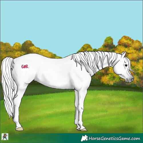 Horse Color:Gray Black 