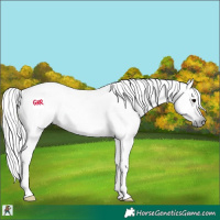 Horse Color:Gray Black 