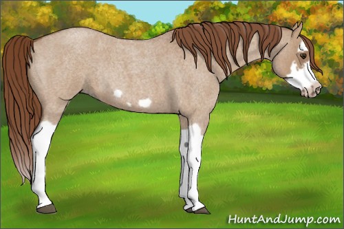 Horse Color:Red Dun Roan Splash Frame Rabicano 