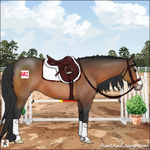Horse Color:Bay Sabino 