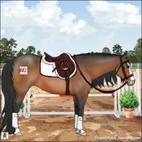 Horse Color:Bay Sabino