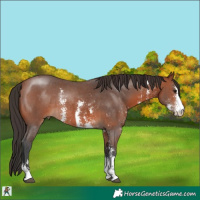 Horse Color:Bay Sabino Rabicano