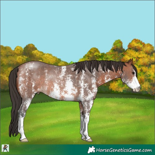 Horse Color:Bay Sabino Rabicano 