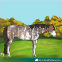 Horse Color:Bay Sabino Rabicano 