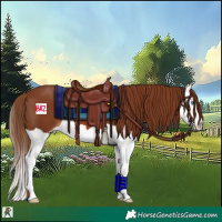 Horse Color:Chestnut Splash 