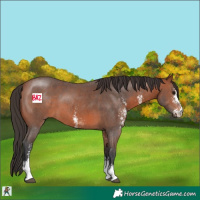 Horse Color:Bay Sabino 