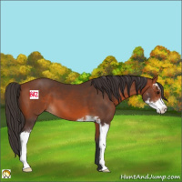 Horse Color:Bay Sabino 