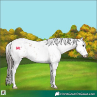 Horse Color:Bay Sabino 