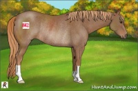 Horse Color:Chestnut Rabicano 