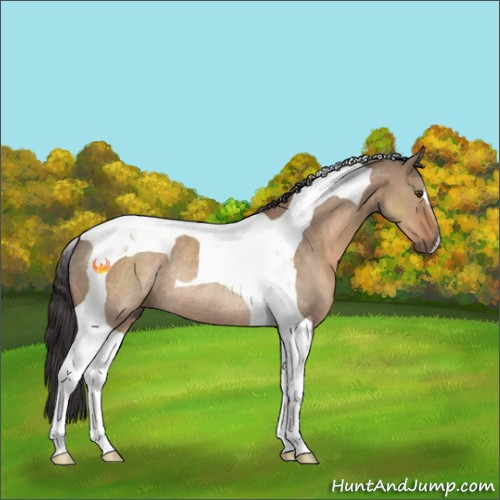 Horse Color:Bay Dun Tobiano Rabicano 