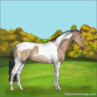 Horse Color:Bay Dun Tobiano Rabicano