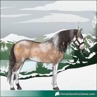 Horse Color:Bay Dun Sabino