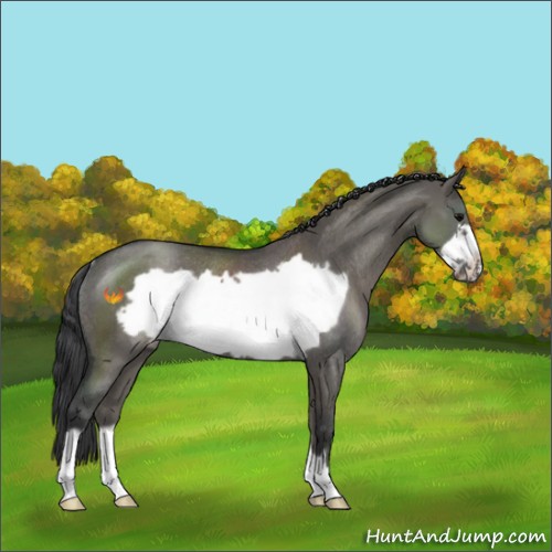 Horse Color:Grullo Frame Rabicano