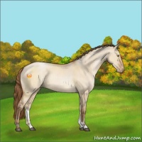 Horse Color:Brown Pearl Dun Sabino Rabicano 