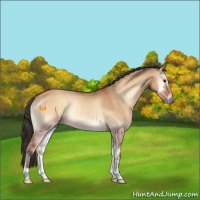 Horse Color:Bay Onyx Rabicano 