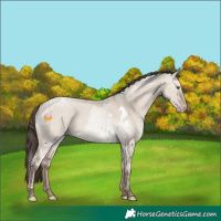Horse Color:White Spotted Classic Champagne Ice Dun Rabicano 