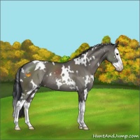 Horse Color:White Spotted Grullo Sabino Splash 