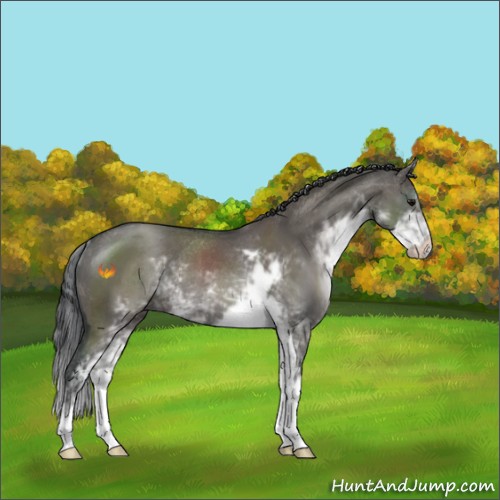 Horse Color:Grullo Sabino Rabicano