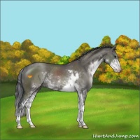 Horse Color:Grullo Sabino Rabicano 