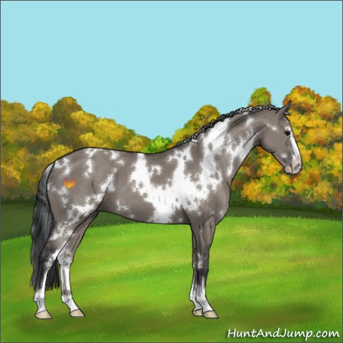 Horse Color:White Spotted Grullo Sabino