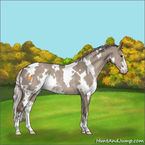 Horse Color:White Spotted Silver Grullo Sabino Rabicano