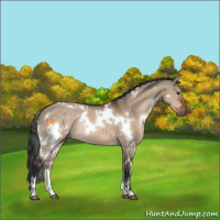 Horse Color:White Spotted Brown Dun Rabicano 
