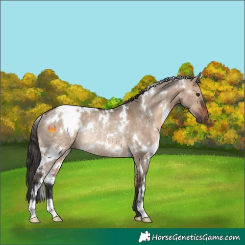 Horse Color:White Spotted Bay Dun Rabicano