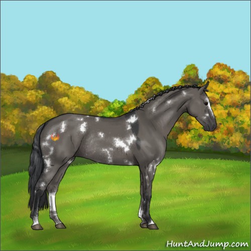 Horse Color:White Spotted Grullo Sabino Rabicano