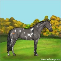 Horse Color:White Spotted Grullo Sabino Rabicano
