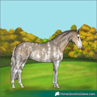 Horse Color:Silver Smoky Grullo Sabino 
