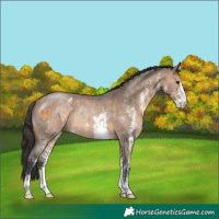 Horse Color:Brown Dun Sabino Rabicano
