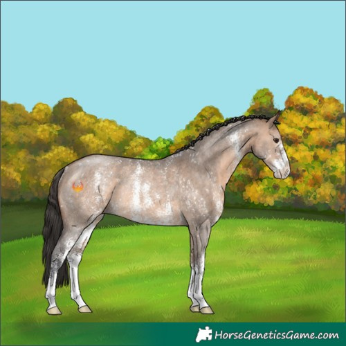 Horse Color:Brown Dun Sabino Rabicano