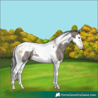 Horse Color:Grullo Splash Tobiano Rabicano 