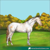 Horse Color:White Spotted Bay Pearl Dun Rabicano 