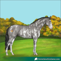 Horse Color:Grullo Sabino 