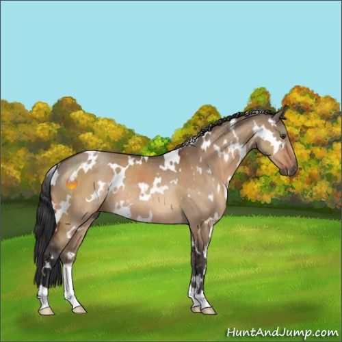 Horse Color:White Spotted Brown Dun Rabicano 
