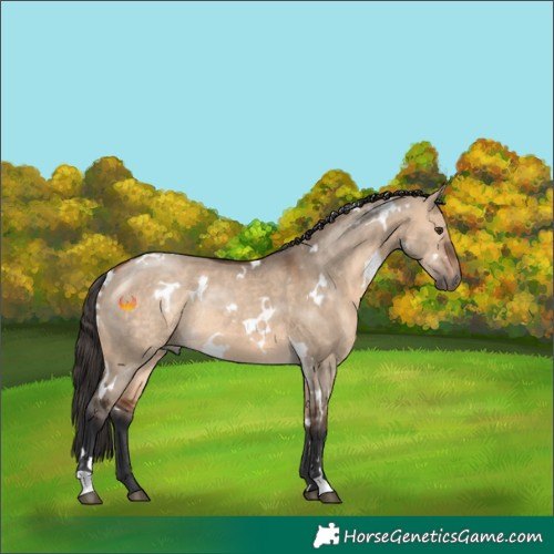 Horse Color:White Spotted Bay Dun Rabicano 