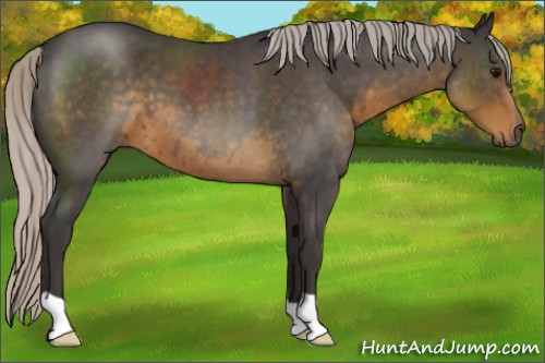 Horse Color:Silver Smoky Blue Roan 