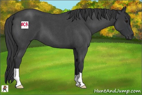 Horse Color:Blue Roan 