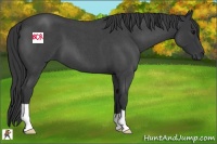 Horse Color:Blue Roan 