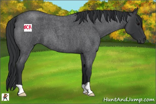 Horse Color:Blue Roan 