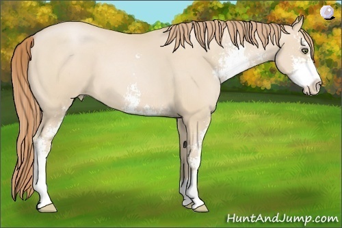 Horse Color:Smoky Black Pearl Sabino 