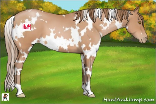 Horse Color:White Spotted Bay Pearl 